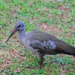 Hadeda Ibis - Durban Home