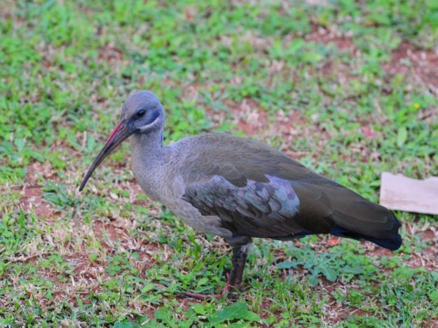 Hadeda Ibis - Durban Home
