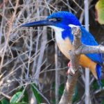 Half-Collared Kingfisher - Double Mouth