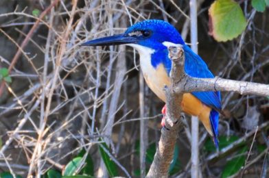 Half-Collared Kingfisher - Double Mouth
