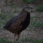 Harlequin Quail - Pilanesberg