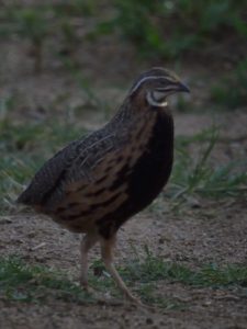 Harlequin Quail - Pilanesberg