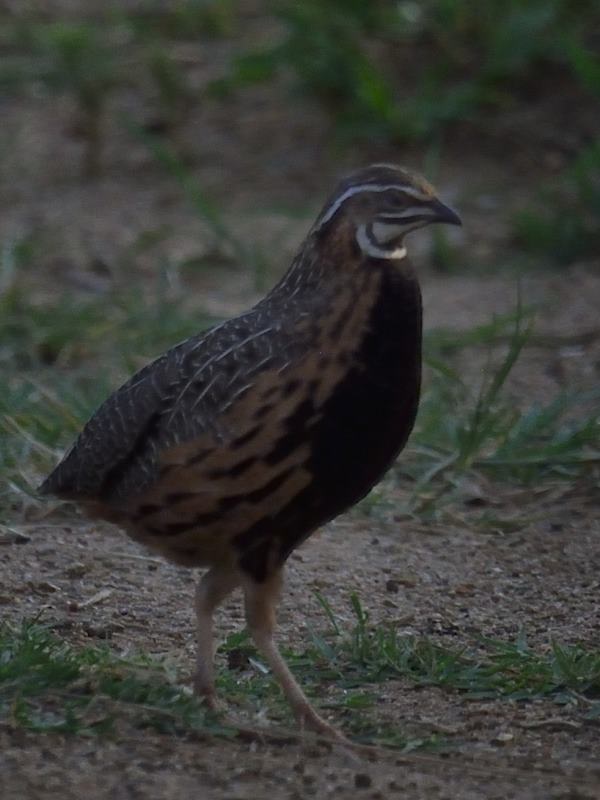 Harlequin Quail - Pilanesberg