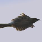 Hartlaubs Babbler 2 - Chobe