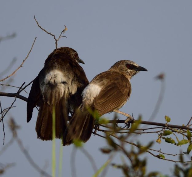 Hartlaub's Babbler - Kalizo