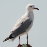Hartlaub's Gull - Langebaan