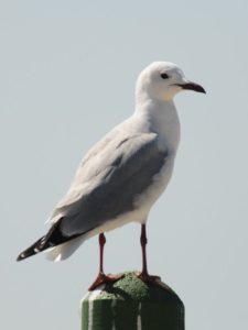Hartlaub's Gull - Langebaan