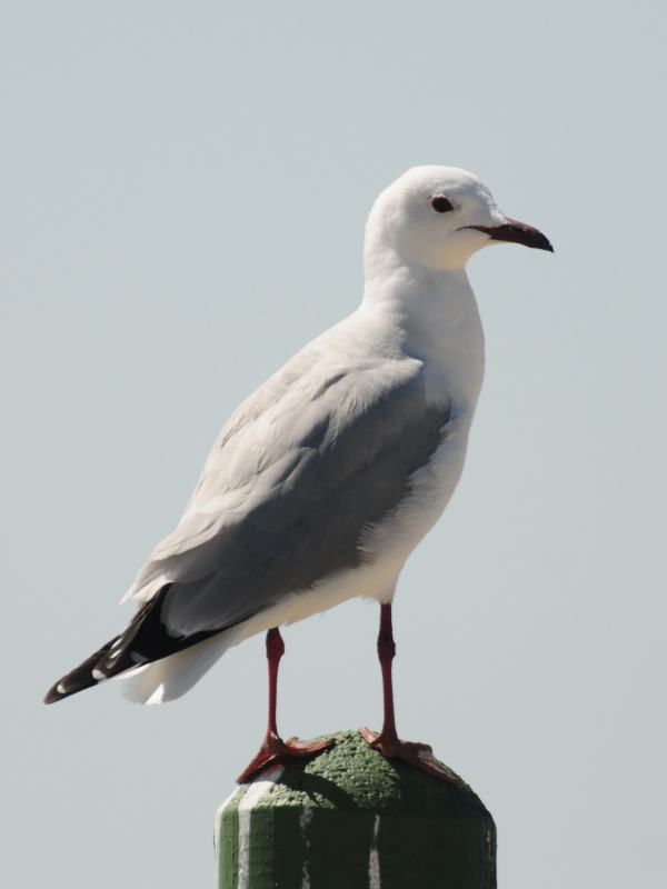 Hartlaub's Gull - Langebaan