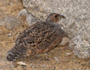 Hartlaub's Spurfowl Female - Erongo