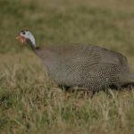 Helmeted Guineafowl - Simunye