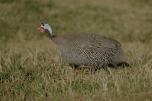 Helmeted Guineafowl - Simunye