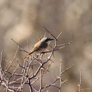 Herero Chat - Spitzkop