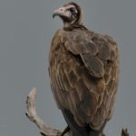 Hooded Vulture - Chobe