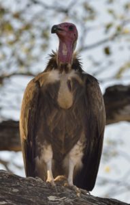 Hooded Vulture - Kruger