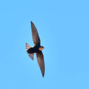 Horus Swift - Bronkhorstspruit