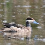 Hottentot Teal - Marievale
