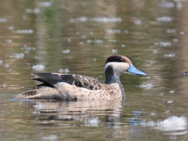 Hottentot Teal - Marievale
