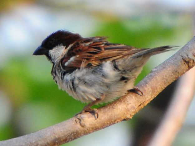 House Sparrow - Marromeu