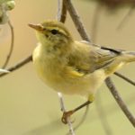 Icterine Warbler 1 - Mabula
