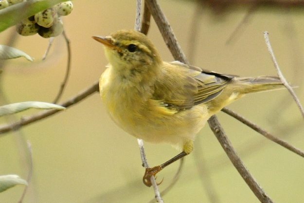 Icterine Warbler - Mabula