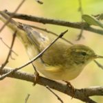 Icterine Warbler - Mabula