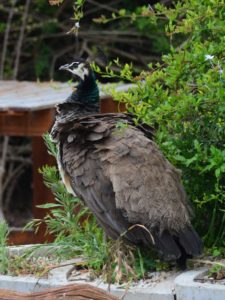 Indian Peafowl - Addo