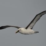 Indian Yellow-nosed Albatross - Durban Pelagic