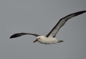 Indian Yellow-nosed Albatross - Durban Pelagic
