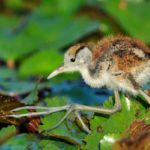 African Jacana Chick - Chobe