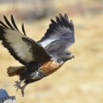 Jackal Buzzard 2 - Naudesnek