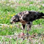 Jackal Buzzard - Cathedral Peak
