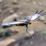 Jackal Buzzard 2 - Lesotho