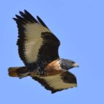 Jackal Buzzard - Naudesnek
