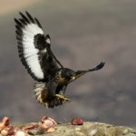 Jackal Buzzard - Vulture Hide
