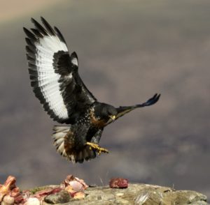 Jackal Buzzard - Vulture Hide