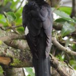 Jacobin Cuckoo 2 - Hluhluwe