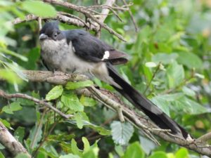 Jacobin Cuckoo - Hluhluwe