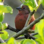 Jameson's Firefinch - Mkhuze