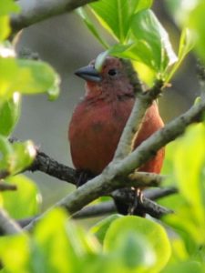 Jameson's Firefinch - Mkhuze