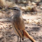 Kalahari Scrub Robin Chat - Kgalagadi