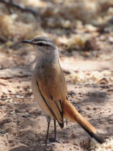Kalahari Scrub Robin Chat - Kgalagadi