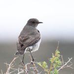 Karoo Chat - Tankwa Karoo