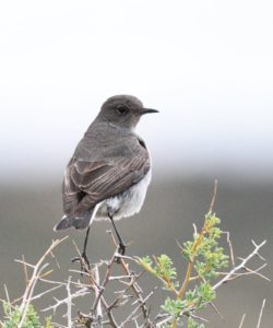 Karoo Chat - Tankwa Karoo