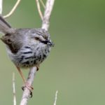 Karoo Prinia - Lundeens Neck