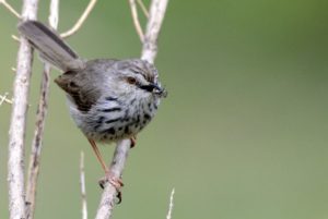 Karoo Prinia - Lundeens Neck
