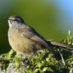 Karoo Scrub Robin - Addo