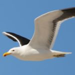 Kelp Gull