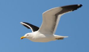 Kelp Gull
