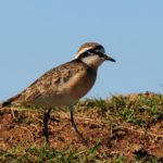 Kittlitz plover - Tala