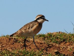 Kittlitz plover - Tala